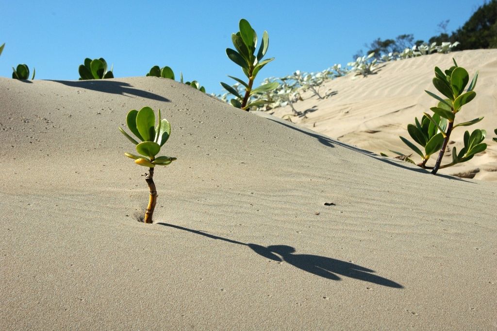 Resiliencia adaptacion al cambio